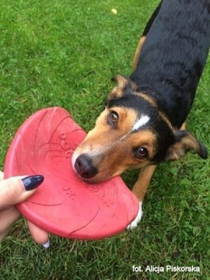 Grafika #6: 2019 - Crazy Animals grafika