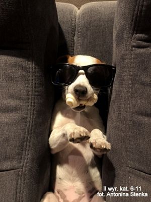 Grafika #7: 2019 - Crazy Animals grafika