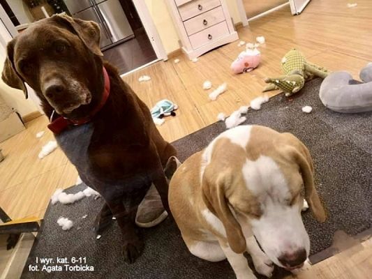 Grafika #10: 2019 - Crazy Animals grafika