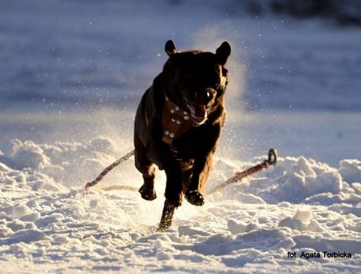 Grafika #11: 2019 - Crazy Animals grafika