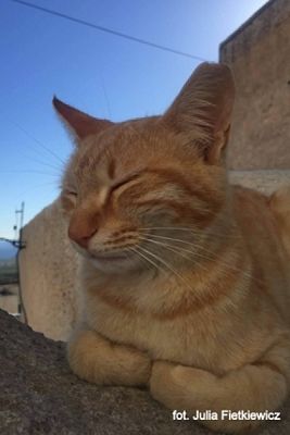 Grafika #12: 2019 - Crazy Animals grafika