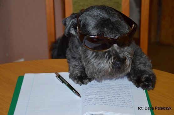 Grafika #13: 2019 - Crazy Animals grafika