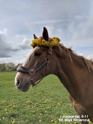 Grafika #15: 2019 - Crazy Animals grafika