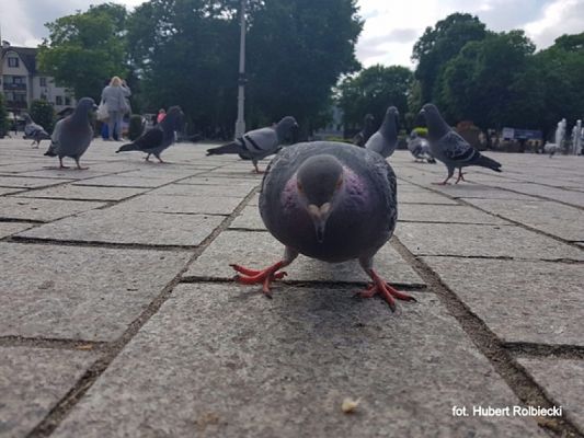 Grafika #21: 2019 - Crazy Animals grafika