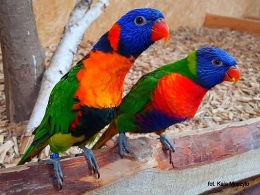 Grafika #22: 2019 - Crazy Animals grafika