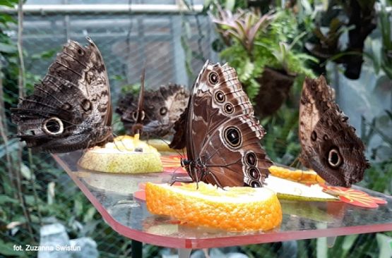 Grafika #23: 2019 - Crazy Animals grafika