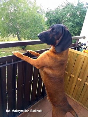 Grafika #25: 2019 - Crazy Animals grafika