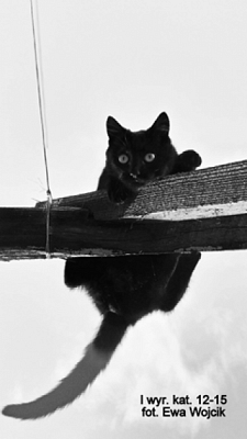 Grafika #28: 2019 - Crazy Animals grafika