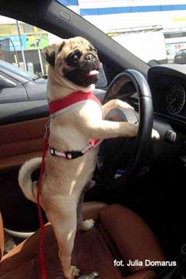 Grafika #31: 2019 - Crazy Animals grafika