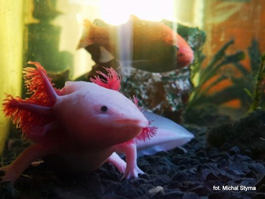 Grafika #32: 2019 - Crazy Animals grafika