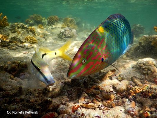 Grafika #33: 2019 - Crazy Animals grafika