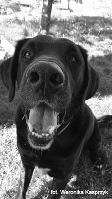 Grafika #38: 2019 - Crazy Animals grafika