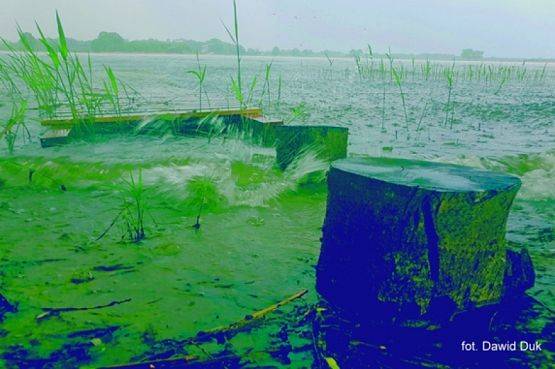 Grafika #4: 2018 - The Element - Earth grafika