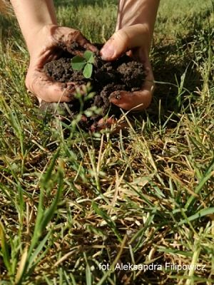 Grafika #6: 2018 - The Element - Earth grafika