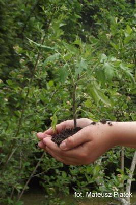 Grafika #7: 2018 - The Element - Earth grafika