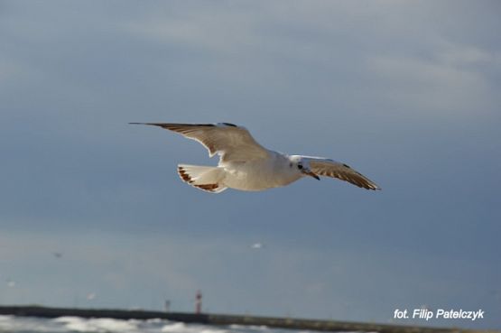 Grafika #15: 2017 - The Element - Wind grafika