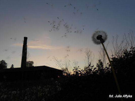 Grafika #16: 2017 - The Element - Wind grafika