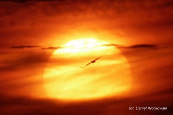 Grafika #7: 2017 - The Element - Wind grafika