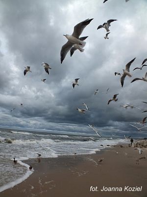 Grafika #6: 2017 - The Element - Wind grafika