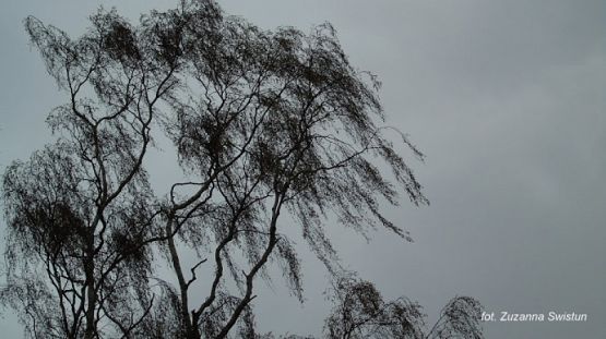 Grafika #5: 2017 - The Element - Wind grafika