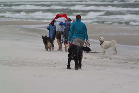 Grafika #14: 2017 - The Element - Wind grafika