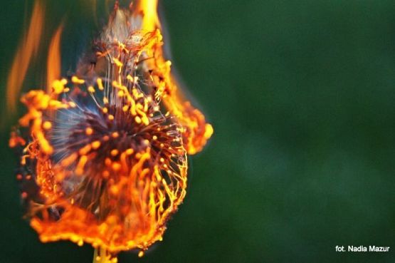 Grafika #17: 2016 - The Element - Fire grafika