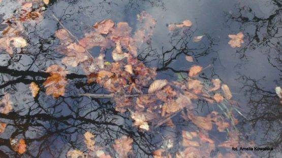 Grafika #17: 2015 - The Element - Water grafika