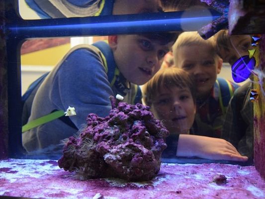  Grafika #1: WYCIECZKA KLAS II DO AKWARIUM GDYŃSKIEGO grafika