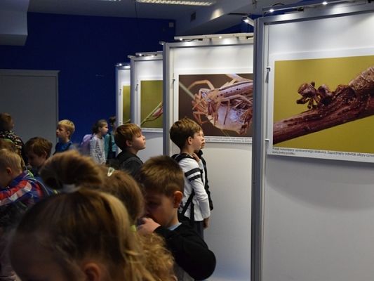  Grafika #3: WYCIECZKA KLAS II DO AKWARIUM GDYŃSKIEGO grafika