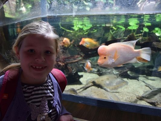  Grafika #7: WYCIECZKA KLAS II DO AKWARIUM GDYŃSKIEGO grafika