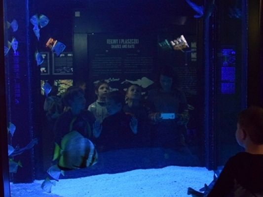  Grafika #13: WYCIECZKA KLAS II DO AKWARIUM GDYŃSKIEGO grafika