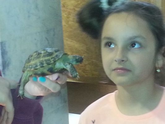  Grafika #3: ATAK ZWIERZĄT NA TUCHLINO! grafika