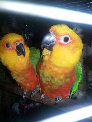  Grafika #5: ATAK ZWIERZĄT NA TUCHLINO! grafika