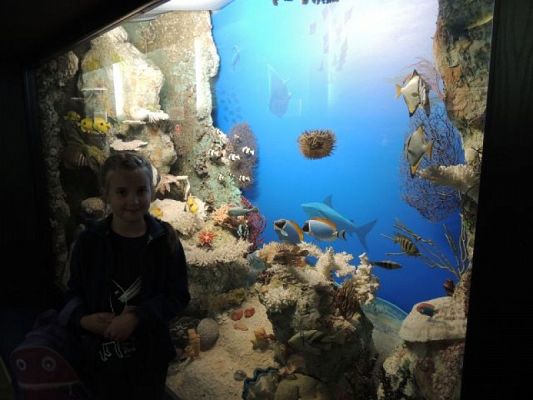  Grafika #3: WYCIECZKA DO AKWARIUM GDYŃSKIEGO grafika