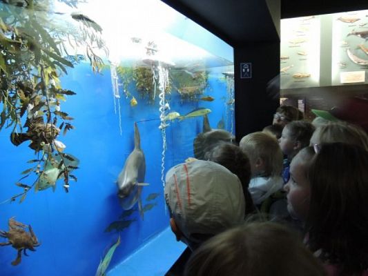  Grafika #4: WYCIECZKA DO AKWARIUM GDYŃSKIEGO grafika