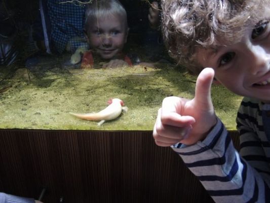  Grafika #7: WYCIECZKA DO AKWARIUM GDYŃSKIEGO grafika