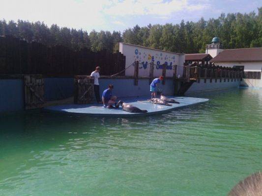 Grafika #0: WYCIECZKA DO FOKARIUM W SARBSKU grafika