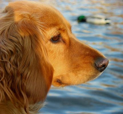  Grafika #6: I MIĘDZYNARODOWY KONKURS FOTOGRAFICZNY "MOJE PASJE" - WYNIKI grafika