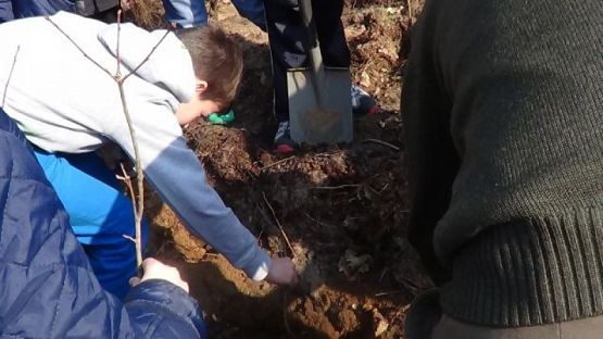  Grafika #4: SADZENIE LASU grafika