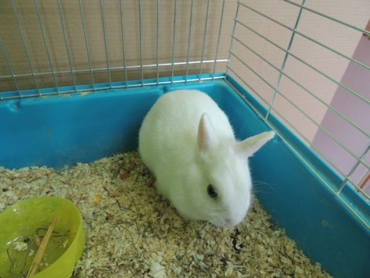  Grafika #0: KLASOWY ZWIERZYNIEC grafika