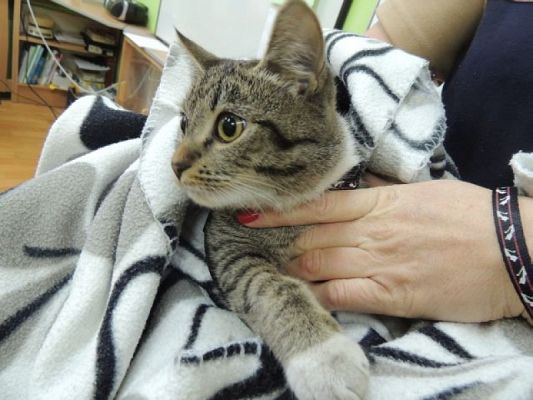  Grafika #0: ŚWIATOWY DZIEŃ KOTA grafika