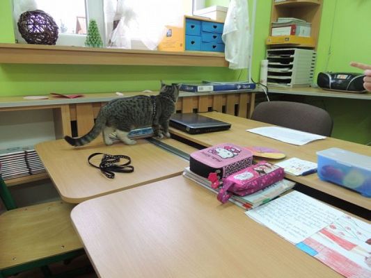  Grafika #2: ŚWIATOWY DZIEŃ KOTA grafika