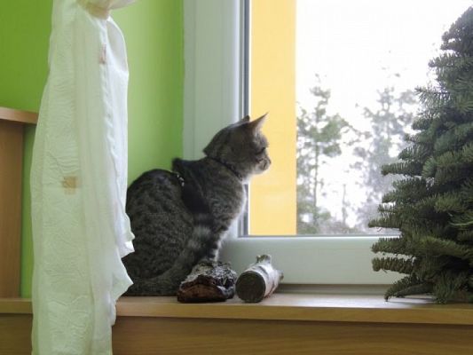  Grafika #3: ŚWIATOWY DZIEŃ KOTA grafika