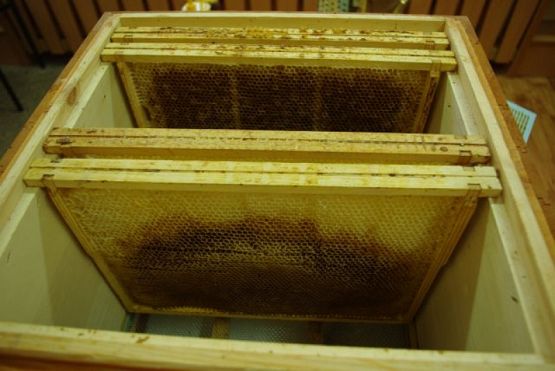  Grafika #4: WIZYTA PANA PSZCZELARZA grafika