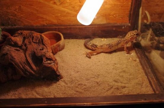  Grafika #0: ŻYWA LEKCJA PRZYRODY grafika