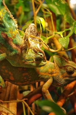  Grafika #1: ŻYWA LEKCJA PRZYRODY grafika