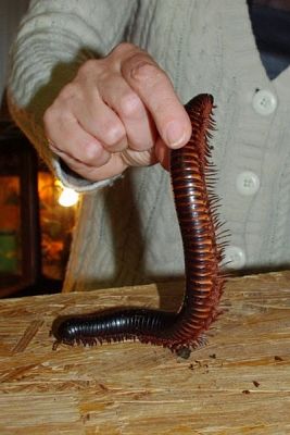  Grafika #3: ŻYWA LEKCJA PRZYRODY grafika