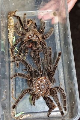  Grafika #4: ŻYWA LEKCJA PRZYRODY grafika