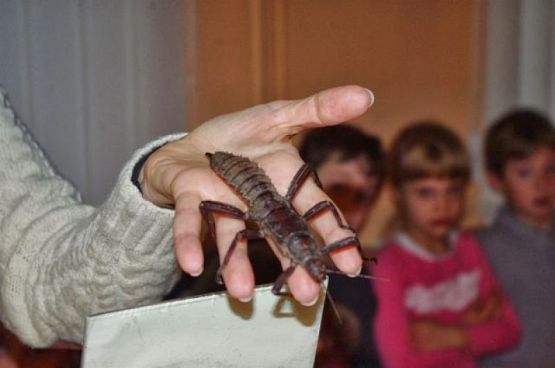  Grafika #6: ŻYWA LEKCJA PRZYRODY grafika