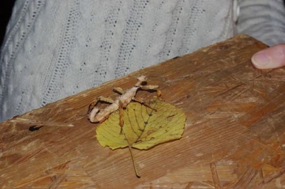  Grafika #7: ŻYWA LEKCJA PRZYRODY grafika